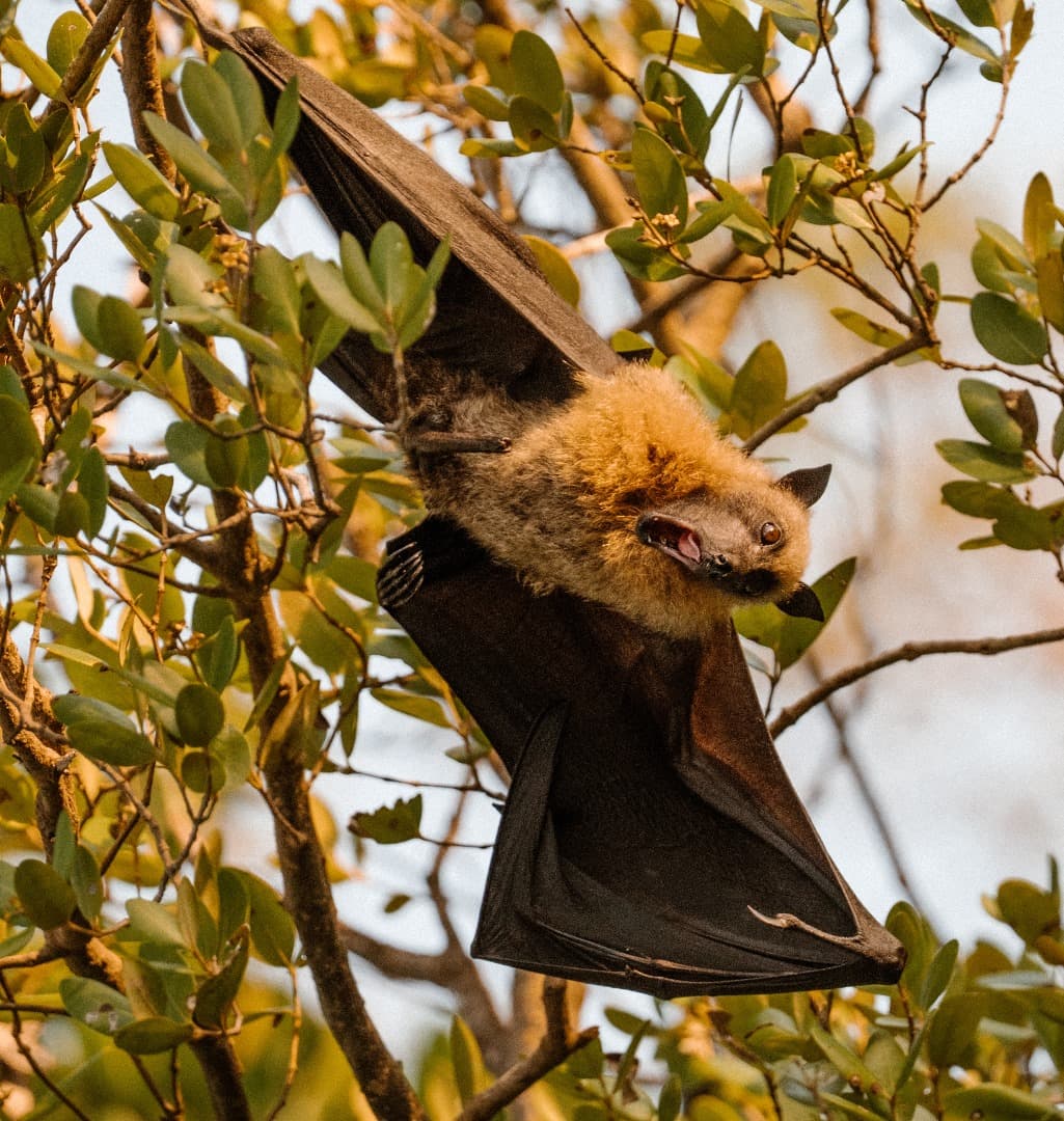 bat1