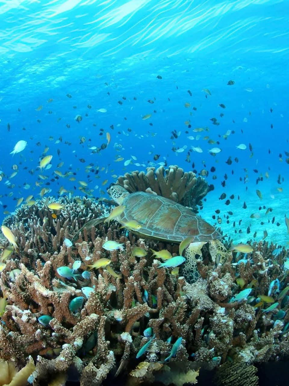 Vibrant coral reef