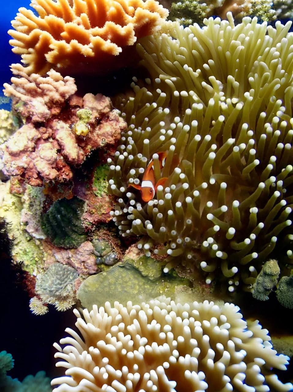 coralreef3