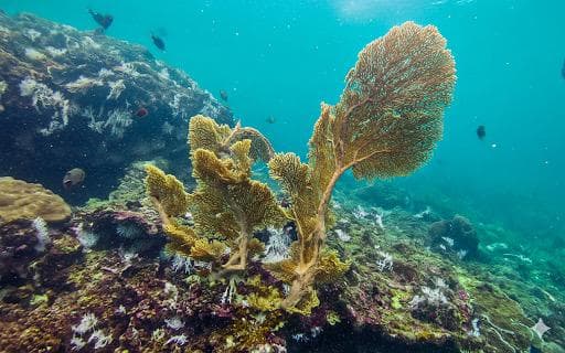 coralreefsvibe2