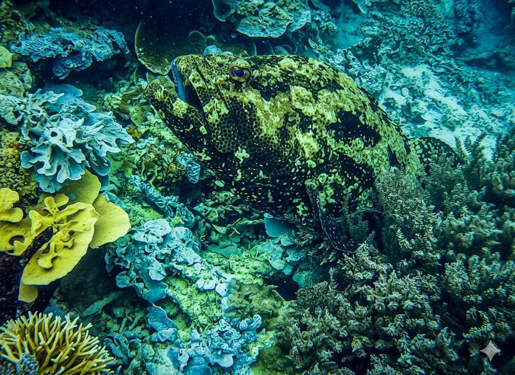 cutecoralreef