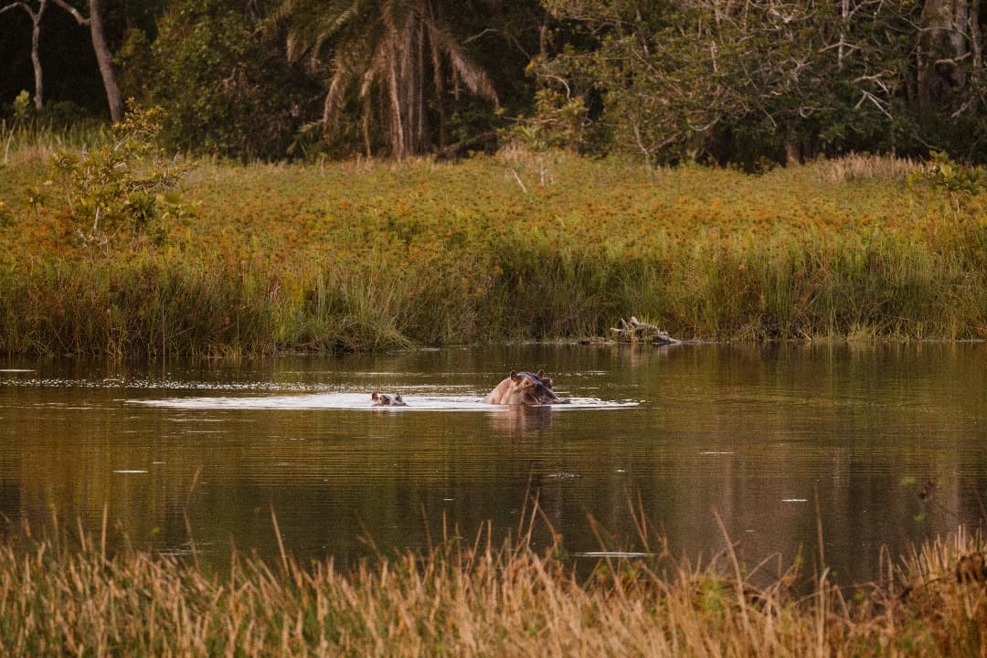 hippo2