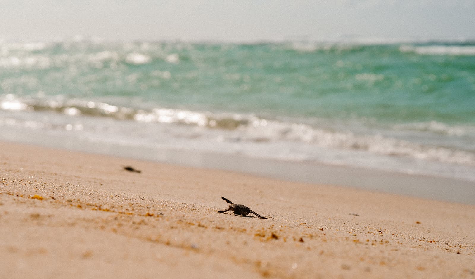 Sea turtle on the beach