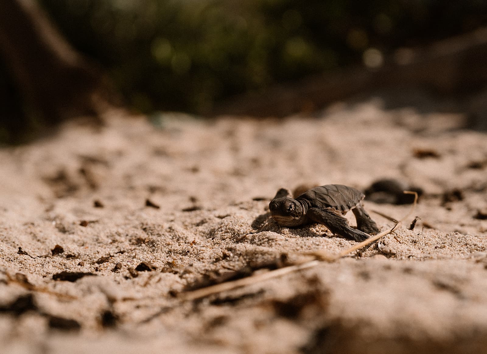 turtle2