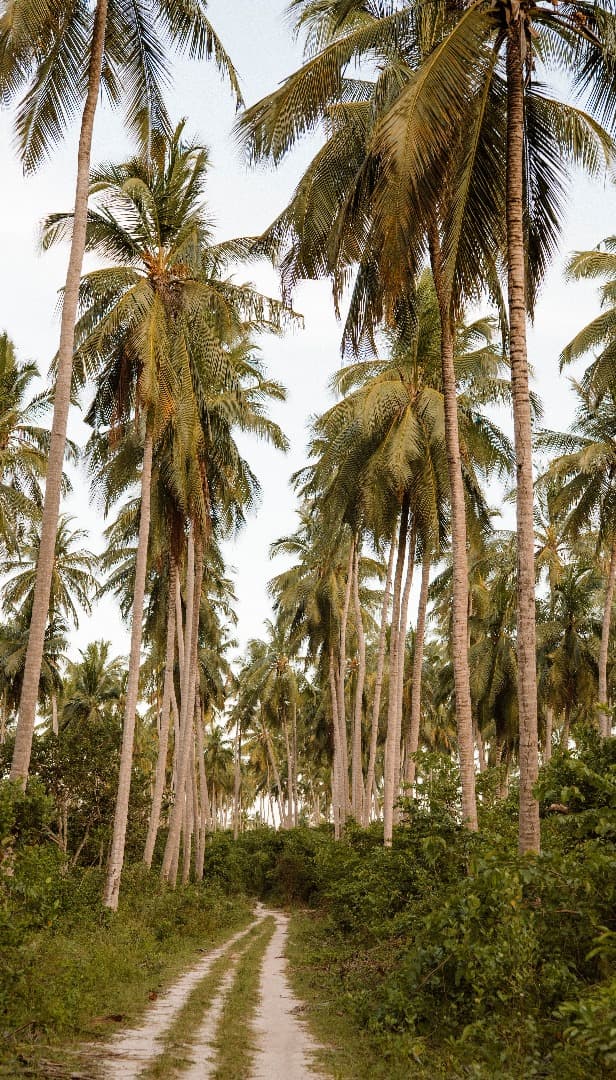 Village path on Mafia Island