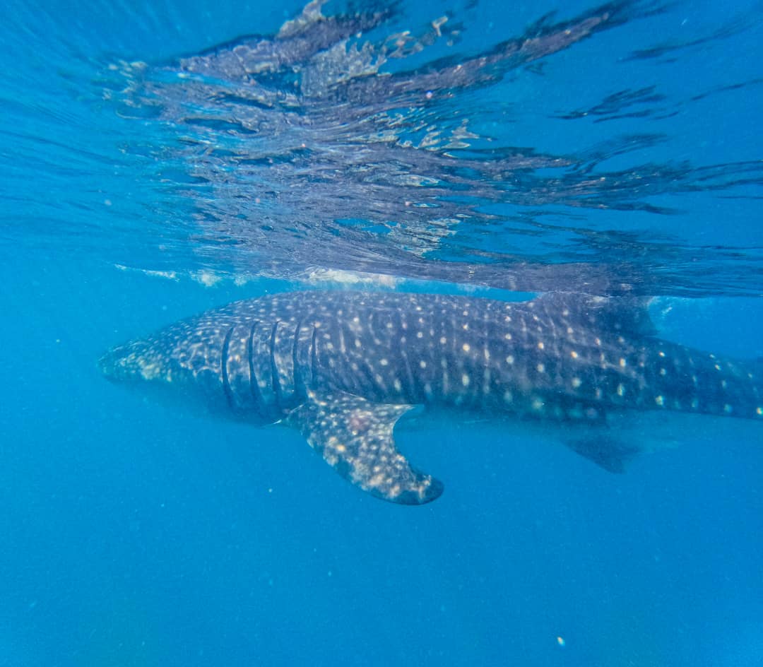 Whale Shark Season in Mafia Island: Complete Guide (Oct–Mar)