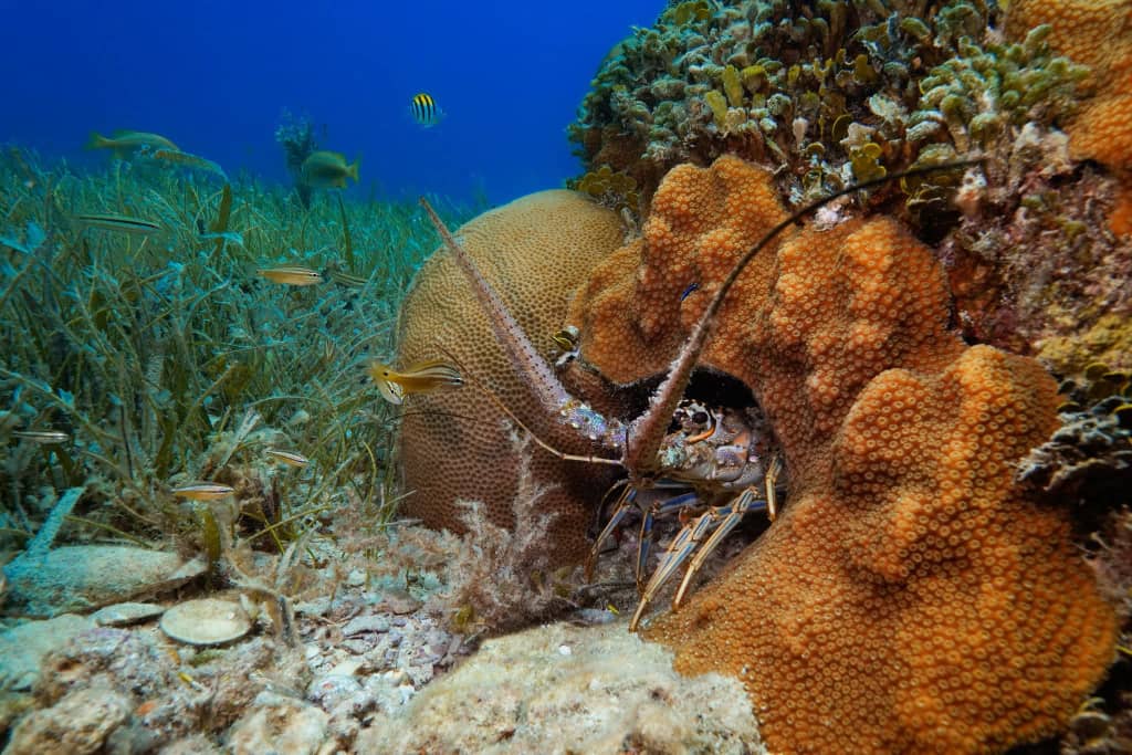 coralreef at mafia island