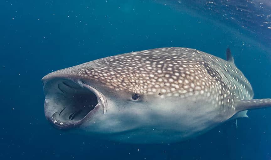 chole at mafia island