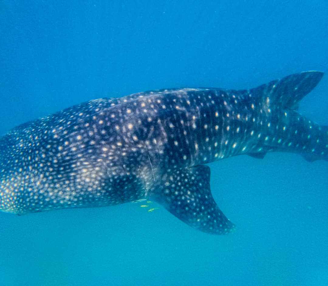 whaleshark blue 3