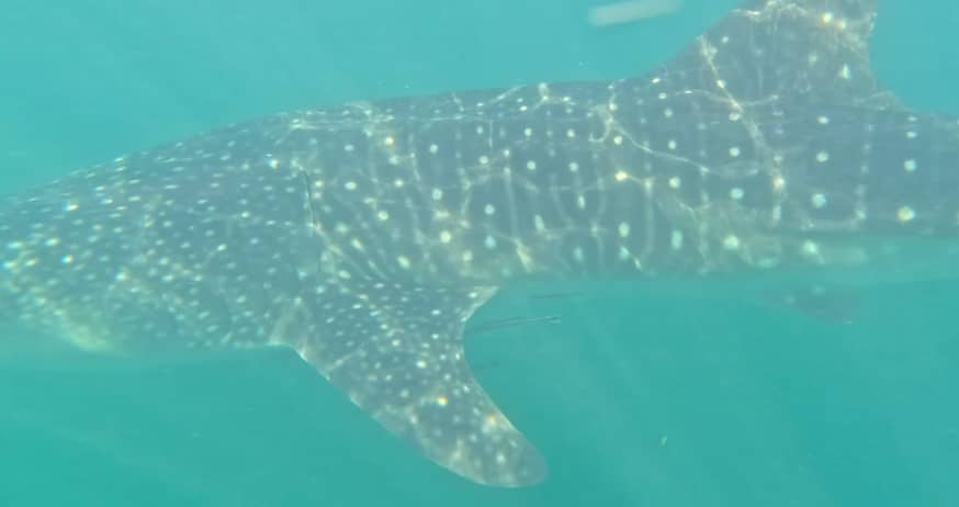 whaleshark greenblue 1