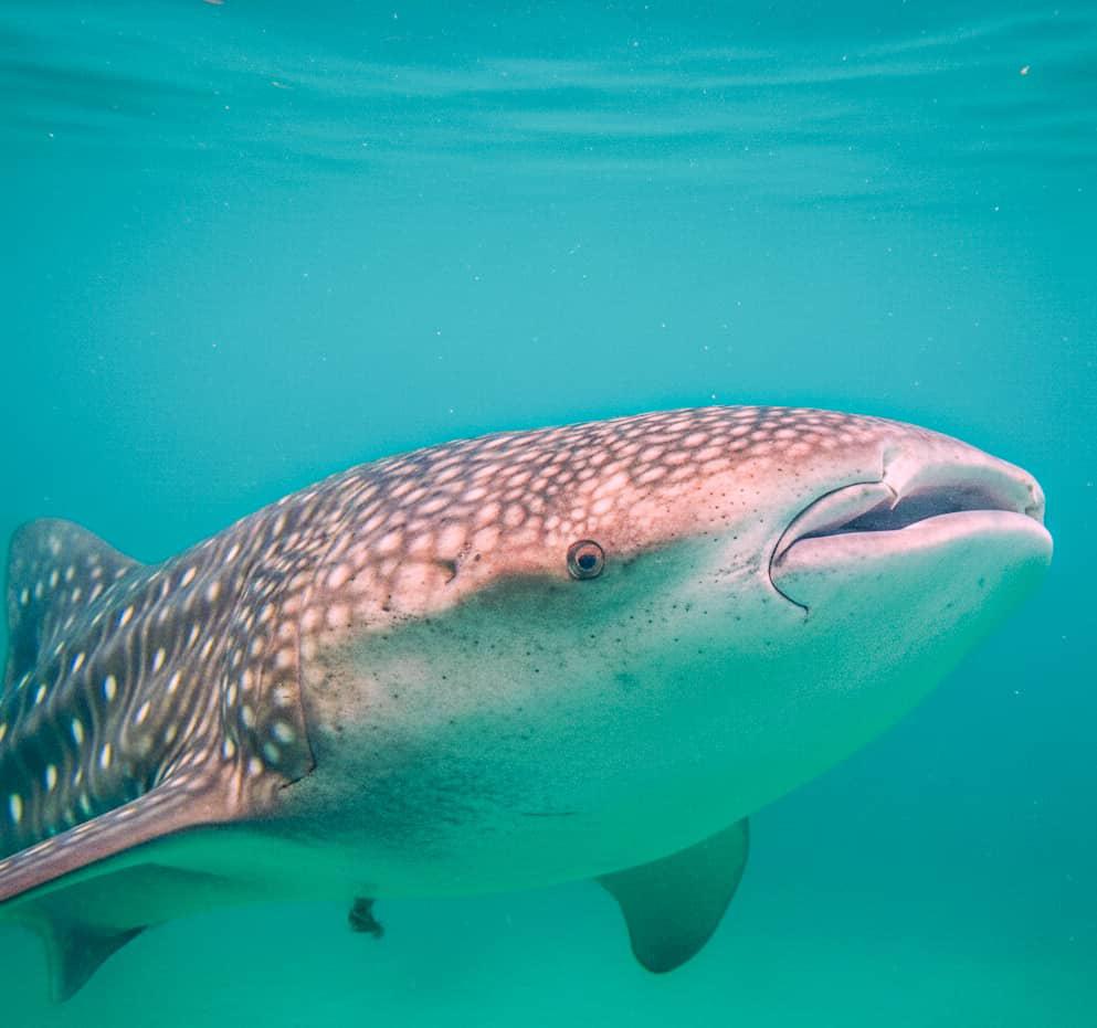 whalesharkvibe1